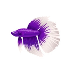 Purple Halfmoon Betta